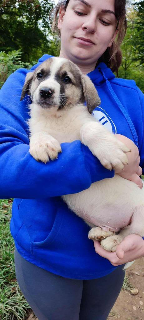 Perth – klein ontdekkertje zoekt veilige haven, Dieren en Toebehoren, Honden | Niet-rashonden, Middel, Reu, Particulier, Eén hond