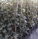 Hedera Hibirnica gestokt hoogte 1m/1.20m, Ophalen, Bloeit niet, Klimplanten, Halfschaduw