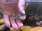 L236 Hypancistrus, Dieren en Toebehoren, Vis