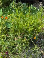 Lathyrus meerjarig., Ophalen, Zomer, Volle zon