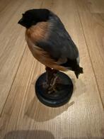 Opgezette goudvink op zwarte voet - taxidermie, Ophalen of Verzenden, Zo goed als nieuw, Vogel, Opgezet dier
