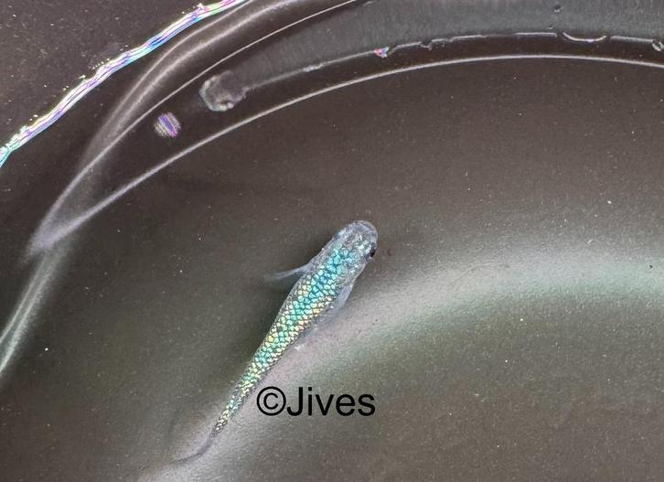 Japanse rijstvis / Medaka - Sapphire glow, Dieren en Toebehoren, Vissen | Vijvervissen, Overige soorten