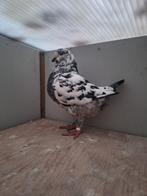 Kingduif kingduiven driekleur, Dieren en Toebehoren, Mannelijk, Postduif