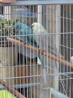 koppel halsbanden 2024 - 2023, Dieren en Toebehoren, Meerdere dieren, Parkiet, Geringd