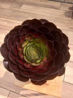 Semponium destiny, Ophalen of Verzenden, Overige soorten, Halfschaduw, Minder dan 100 cm