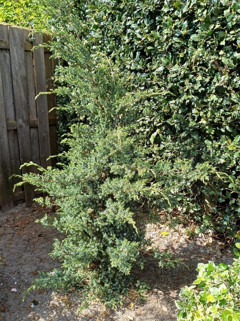 Planten, Ophalen of Verzenden, Overige soorten, 100 tot 250 cm