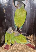 Pyrrhura molinae jonge, Geslacht onbekend, Parkiet, Geringd