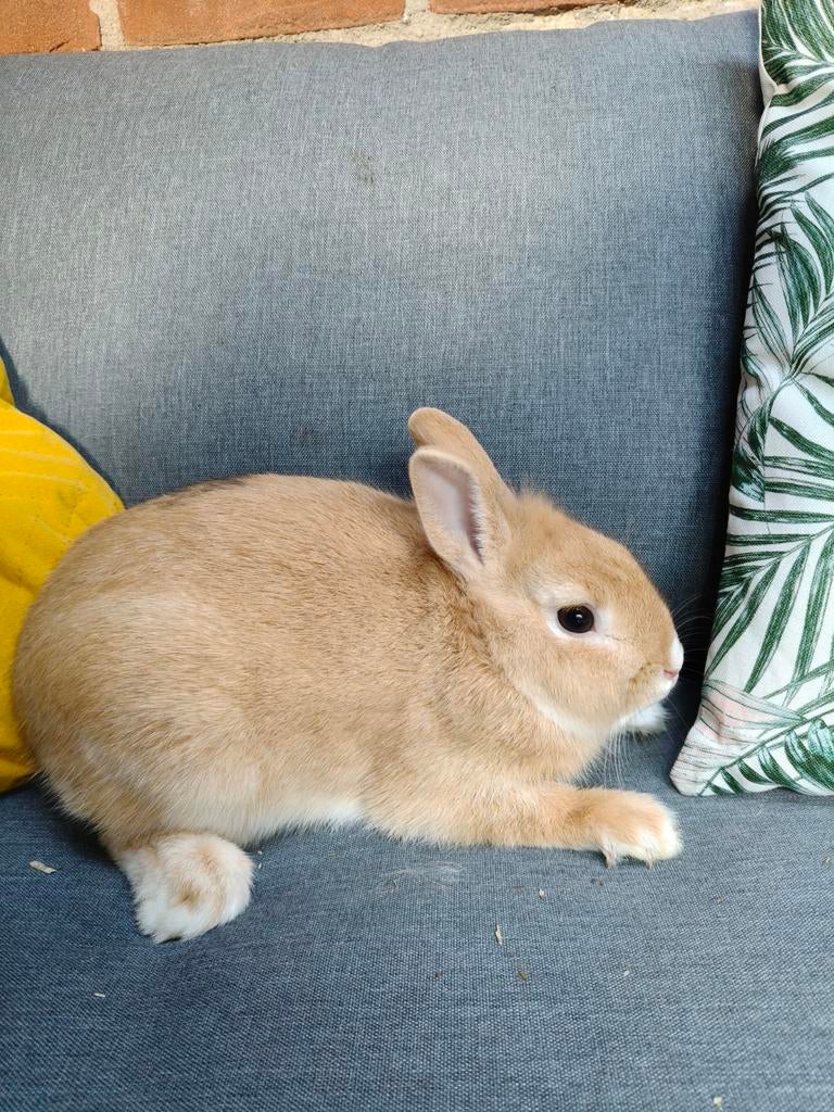 Lief jong konijntje, Mannelijk, Dwerg