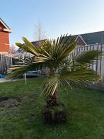 Kleine palmboom, Tuin en Terras, Planten | Tuinplanten, Overige soorten, Volle zon, Vaste plant, Ophalen of Verzenden