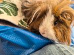 Lieve Cavia Mon Chou, Februari, Mannelijk, Cavia