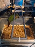 Pyrrhura, Geslacht onbekend, Tropenvogel, Geringd