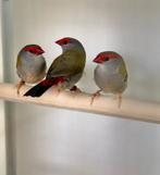 Te koop gevraagd verschillende soorten volière vogels, Dieren en Toebehoren, Meerdere dieren