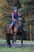 Grote dressuurgefokte merrie 1.75m  Bretton Woods x Davignon, Merrie, Recreatiepaard, 11 jaar of ouder