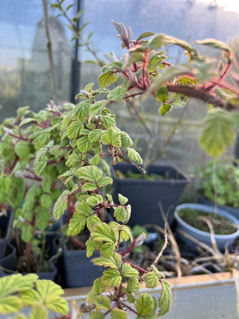 Japanse Wijnbes Planten - Rubus phoenicolasius, Tuin en Terras, Planten | Fruitbomen, Ophalen, Lente, Overige soorten, Volle zon
