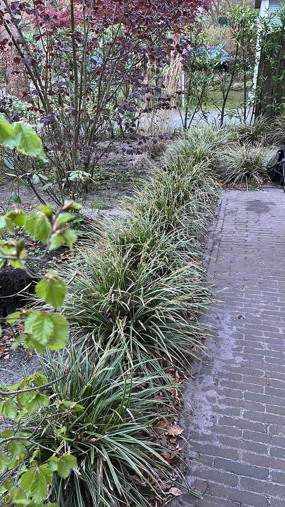 Carex silverline, Tuin en Terras, Planten | Tuinplanten, Ophalen of Verzenden, Siergrassen, Halfschaduw