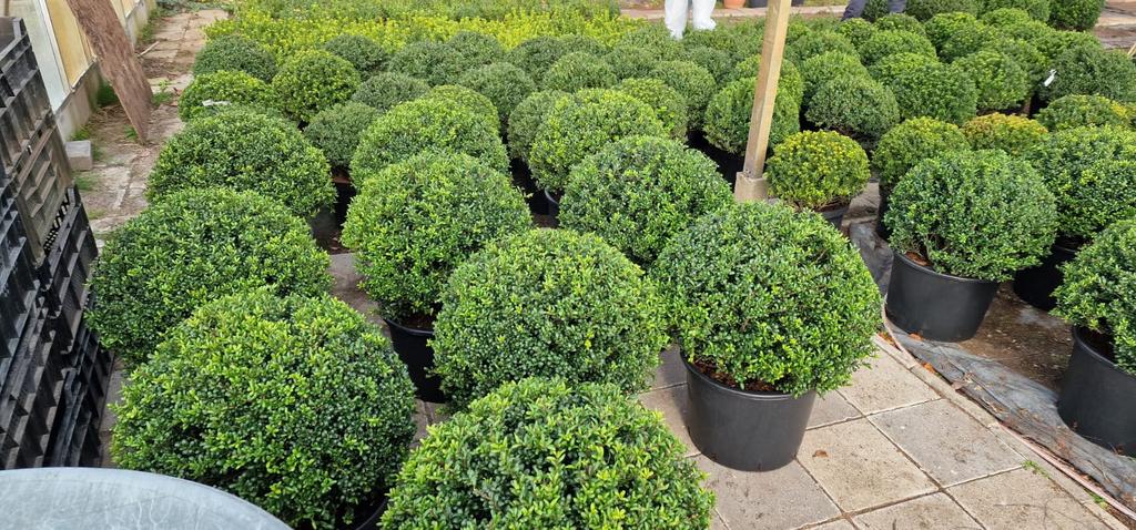 Ilex bollen, Ophalen, Overige soorten, Halfschaduw