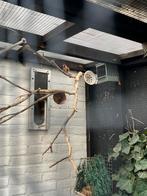 Majoor putter 2024 man, Dieren en Toebehoren, Mannelijk, Wildzangvogel