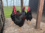 Barneveld hanen, Dieren en Toebehoren, Pluimvee, Mannelijk, Kip