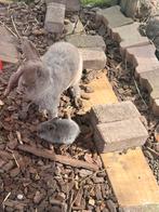 Hangoor konijntjes, Dieren en Toebehoren, Konijnen, Meerdere dieren, Hangoor