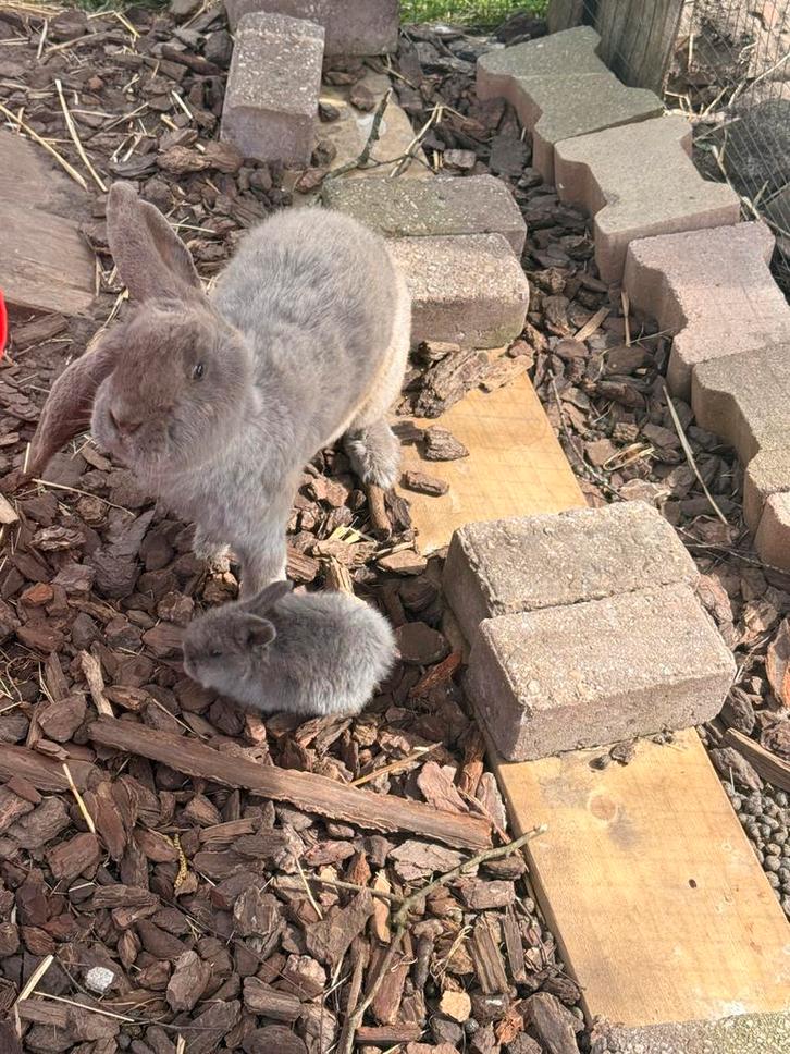 Hangoor konijntjes, Dieren en Toebehoren, Konijnen, Meerdere dieren, Hangoor