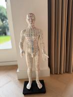 Acupunctuur pop model / meridianen pop, Ophalen of Verzenden, Zo goed als nieuw, Overige typen