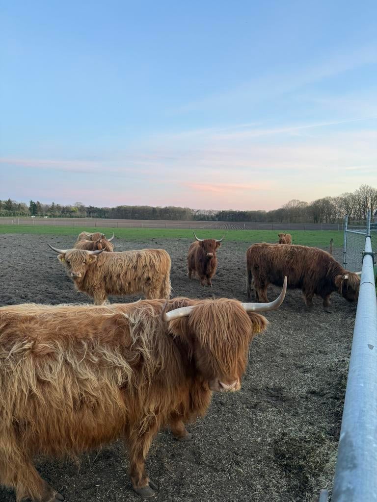 Schotse Hooglanders te koop, Dieren en Toebehoren, Runderen, Meerdere dieren