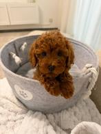 Toy poodle / toy poedel, Particulier, Overige rassen, 8 tot 15 weken, Buitenland