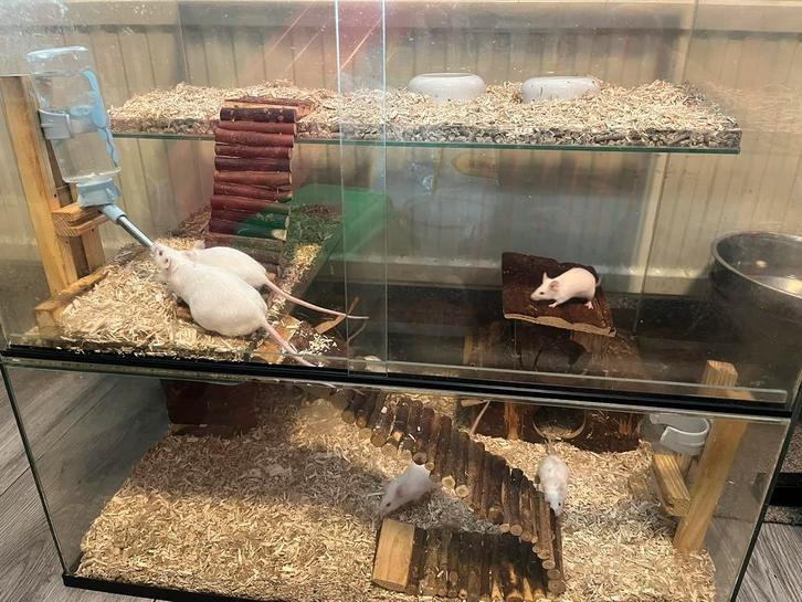 Muizen van eigen kweek te koop !, Dieren en Toebehoren, Knaagdieren, Meerdere dieren, Muis, Januari, Tam