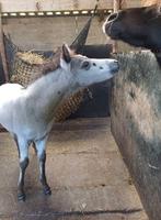 Te koop zeer leuke pony jaarling, Dieren en Toebehoren, Pony's, Hengst, B pony (1.17m tot 1.27m), 0 tot 2 jaar
