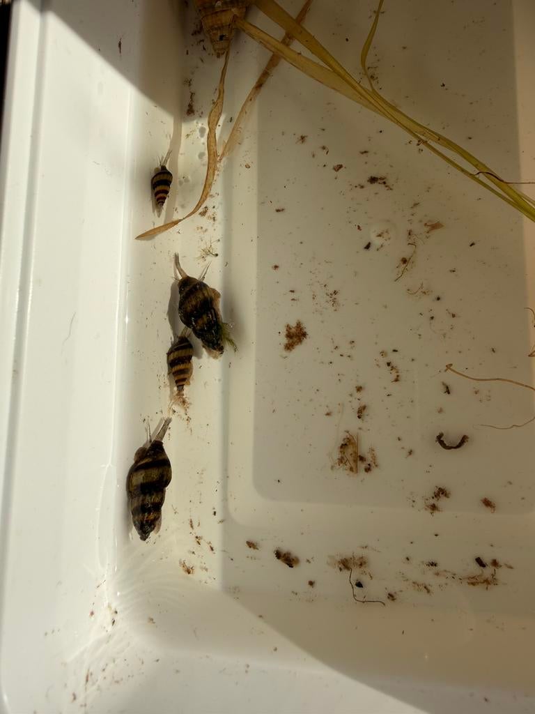 Helena slakken / slak etende slakken aquarium vissen, Meerdere dieren, Kleurkanarie