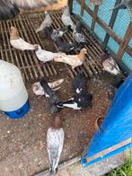 Hoogvliegen duiven, Meerdere dieren, Postduif