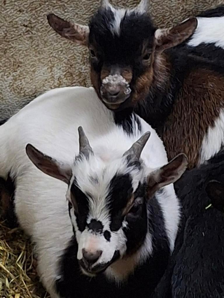 Kleinblijvende dwerggeiten bokjes te koop. De laatste 3!, Dieren en Toebehoren, Schapen, Geiten en Varkens, Mannelijk, Geit, 0 tot 2 jaar