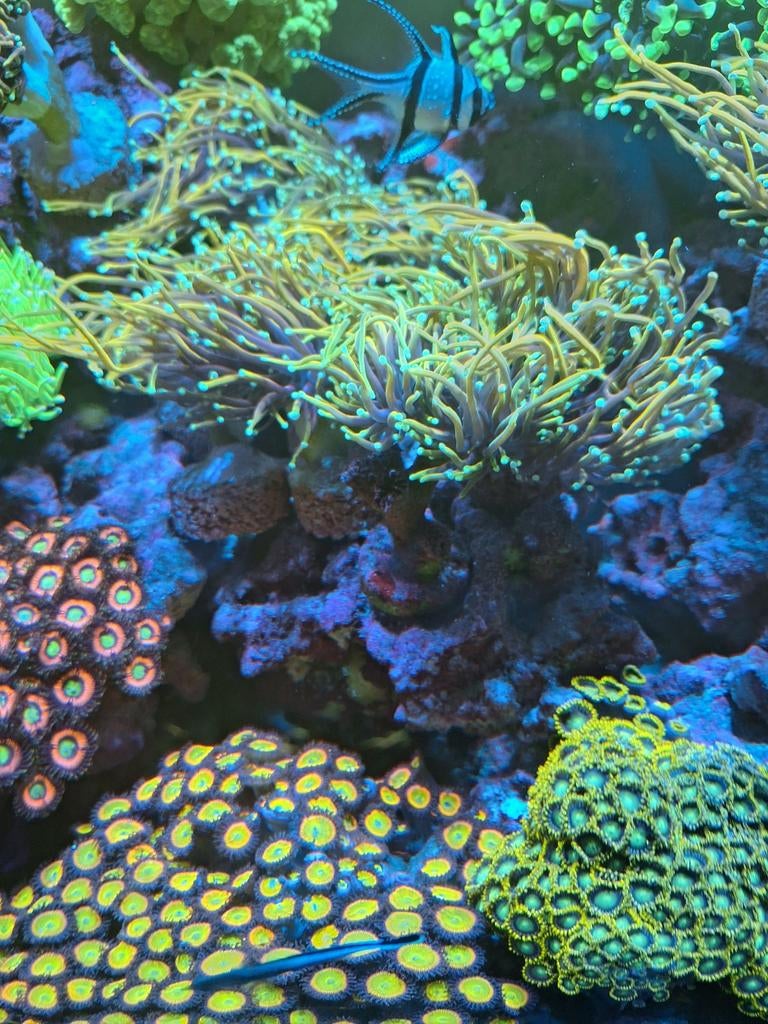 Koraaltjes te koop., Dieren en Toebehoren, Vis, Zoutwatervis