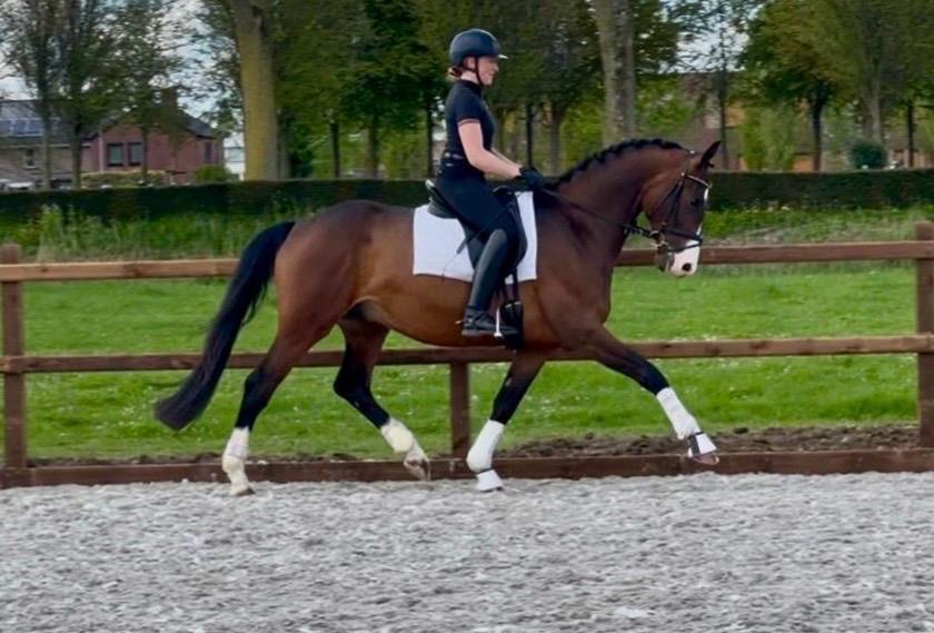 Talentvolle 4 jarige sportruin, Met stamboom, Ruin, Dressuurpaard, 3 tot 6 jaar