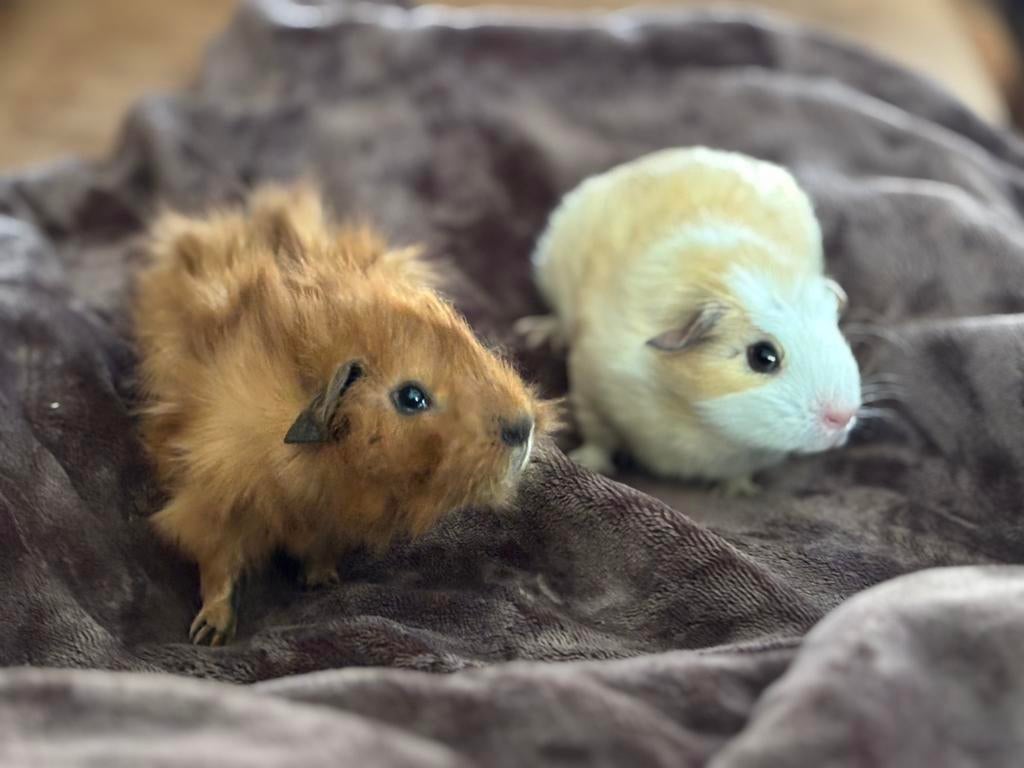 Lieve broertjes, Cavia, Februari, Mannelijk, Tam