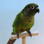 Pyrrhura frontalis, Dieren en Toebehoren, Vogels | Parkieten en Papegaaien, Mannelijk, Parkiet, Geringd