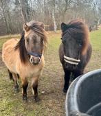 Twee lieve shetlander ruinen te koop, Minder dan 160 cm, Met stamboom, Ruin, Niet van toepassing