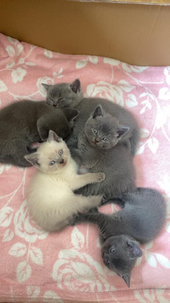 Britse korthaar kittens, Dieren en Toebehoren, Katten en Kittens | Raskatten | Korthaar, Meerdere dieren, Ontwormd, 0 tot 2 jaar