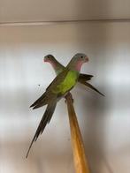 Princes van wales parkieten, Dieren en Toebehoren, Vogels | Parkieten en Papegaaien, Meerdere dieren, Parkiet