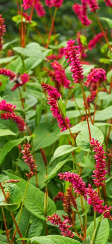 Persicaria amplexicaulis, Tuin en Terras, Planten | Tuinplanten, Ophalen, Zomer, Vaste plant, Overige soorten