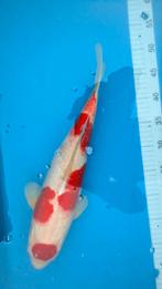 koi: Kohaku Matsue 43 cm, Karper of Koi