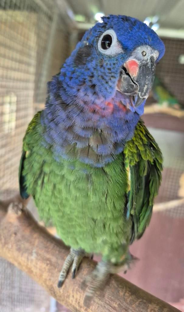 Tamme Pionus menstruus, Dieren en Toebehoren, Vogels | Parkieten en Papegaaien, Mannelijk, Papegaai, Geringd