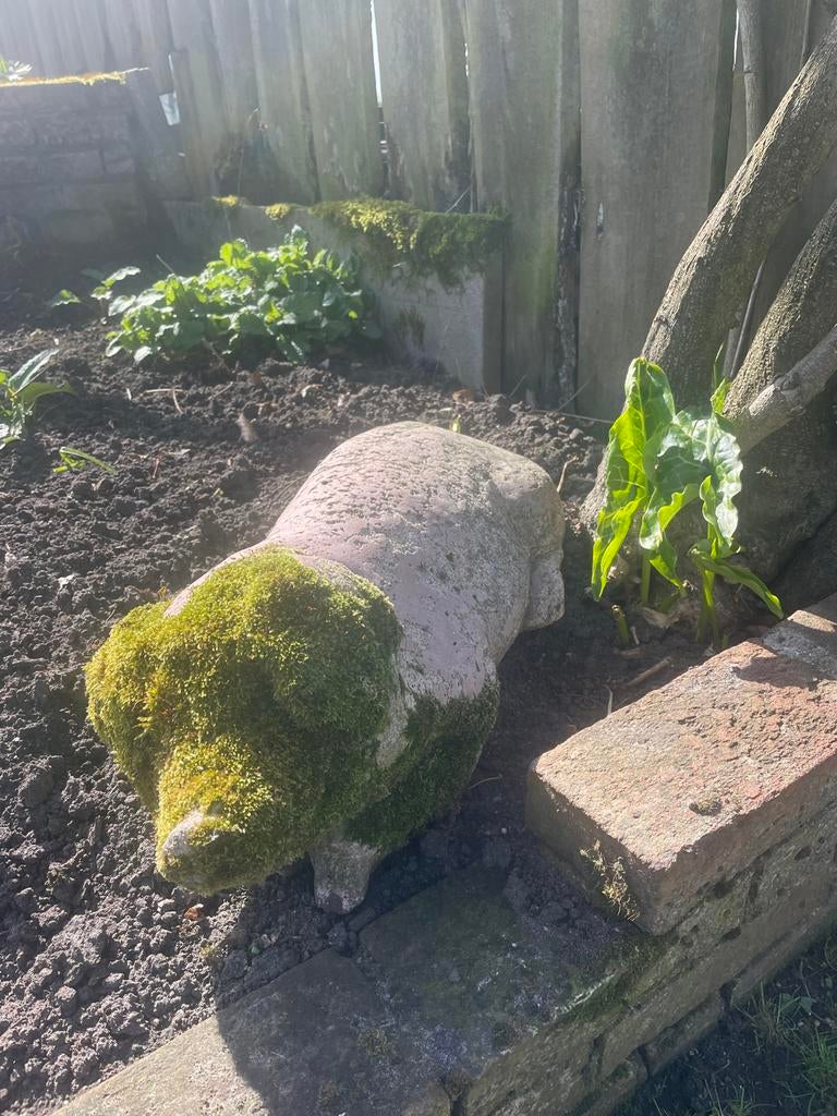 Varken tuinbeeld, Tuin en Terras, Tuinbeelden, Ophalen of Verzenden, Gebruikt, Steen, Dierenbeeld