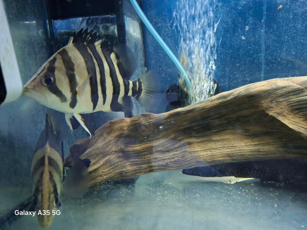 Datnioides microlepis, Vis