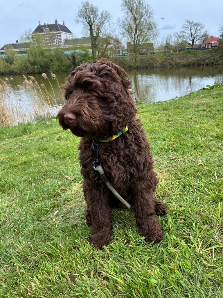 Australian Labradoodle reu 5 mnd, 15 weken tot 1 jaar, Eén hond, Nederland, Fokker | Hobbymatig