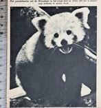 Artis 1956; een pandabeertje uit de himalaya, Verzenden, 1940 tot 1960, Gebruikt, Dier