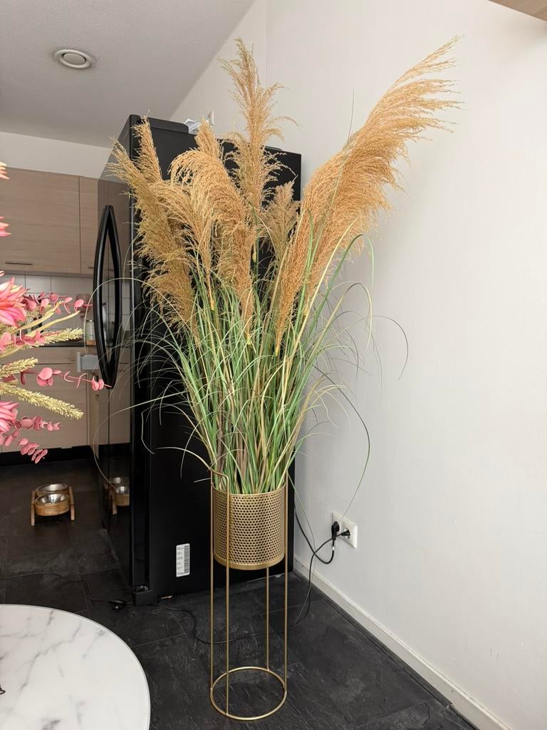 Pampas plant in standaard, Ophalen, Zo goed als nieuw