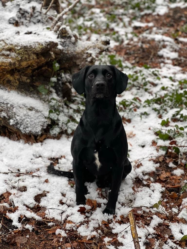 Dek reu, Dieren en Toebehoren, 6 jaar of ouder, Reu, Eén hond, Nederland