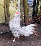 Jonge haan Brabanter kriel, Mannelijk, Kip