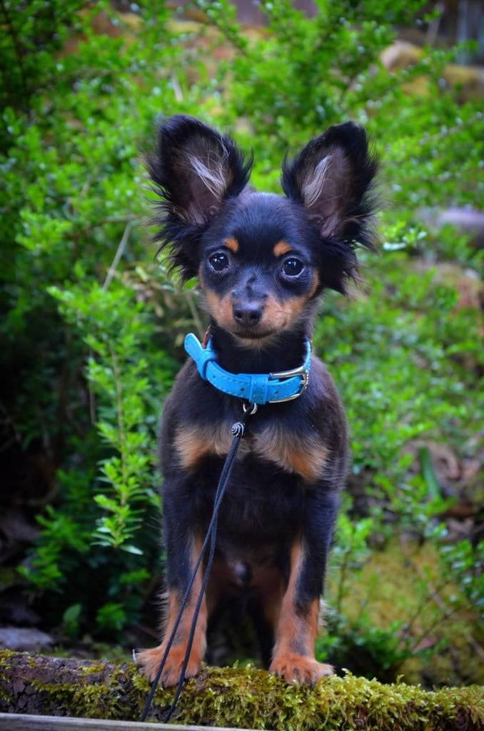 Russkiy Toy reutje langhaar met FCI stamboom, Dieren en Toebehoren, Honden | Chihuahua's en Gezelschapshonden, Fokker | Hobbymatig